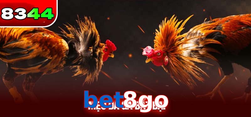Đá gà bet8go có sức hấp dẫn